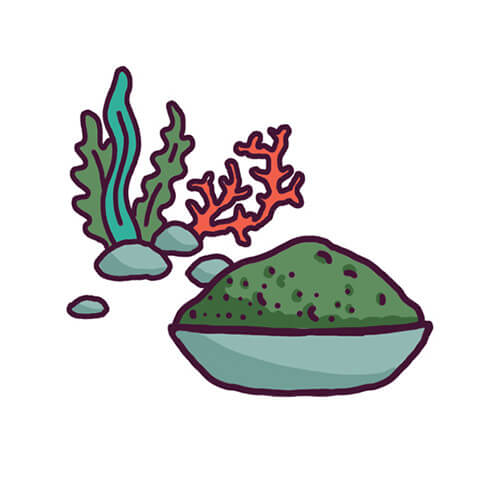 Spiruline